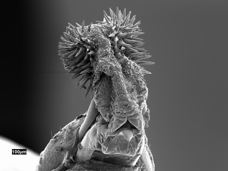 Weird beetle dick (Image Johanna Rönn)